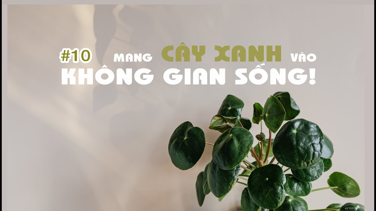 Tạo ra một vườn cây xanh trong không gian sống